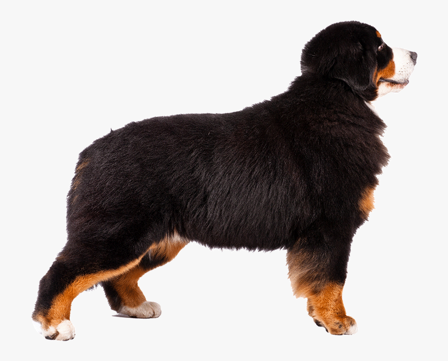 Bernese Mountain Dog Alaskan Malamute Greater Swiss - Newfoundland Dog And Bernese Mountain Dog, Transparent Clipart