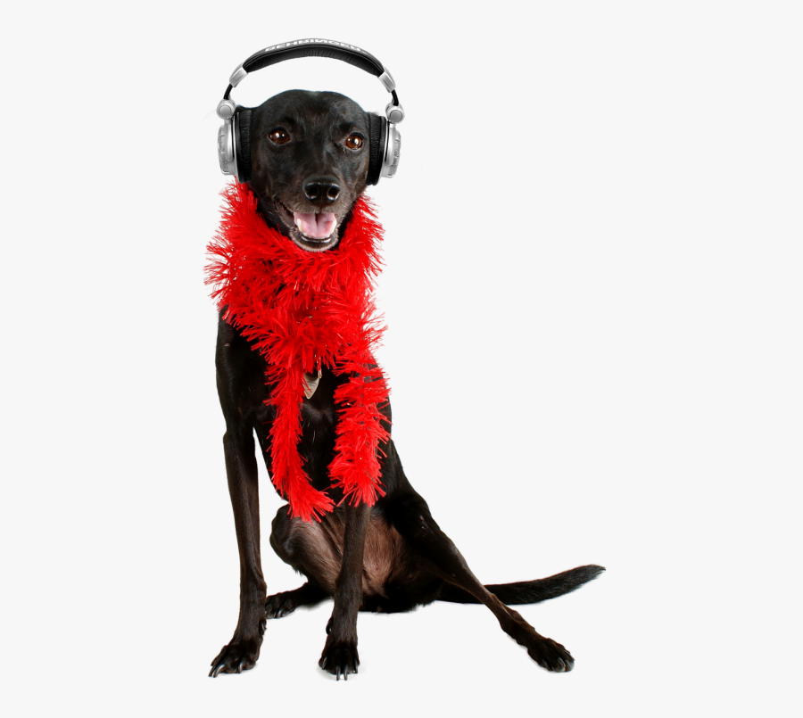 Dog Black Dog Pet - Dog, Transparent Clipart