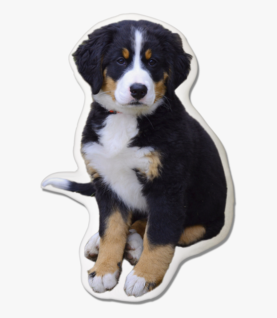 Bernese Mountain Puppy Blue Eyes, Transparent Clipart