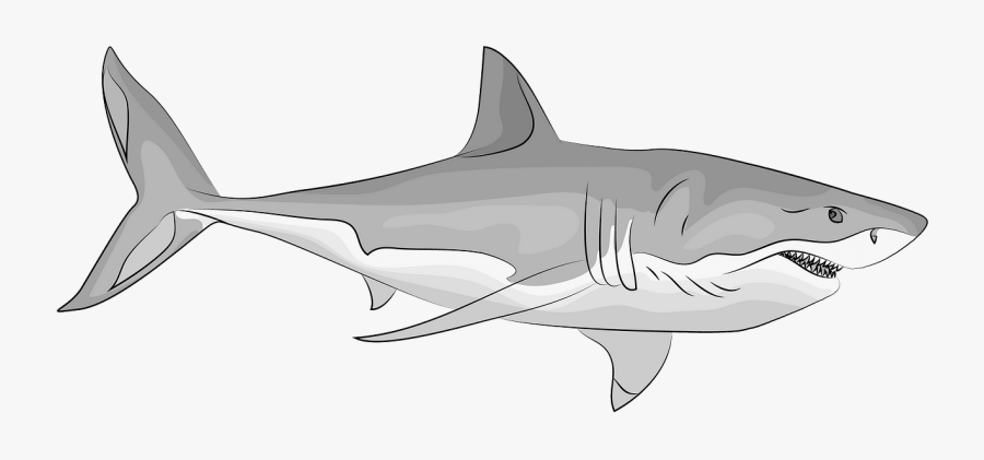 Great White Shark Vector, Transparent Clipart