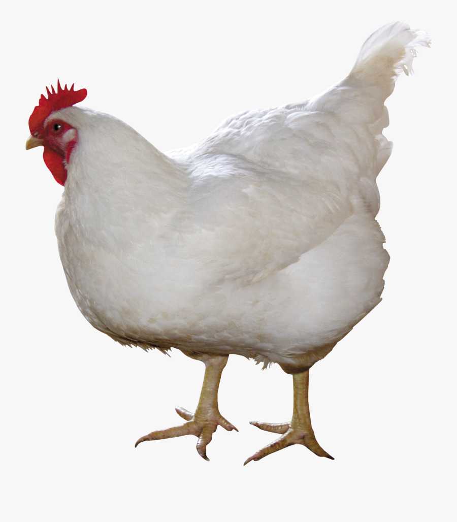 Chicken Png Images, Free Chicken Picture Download - Chicken Png, Transparent Clipart