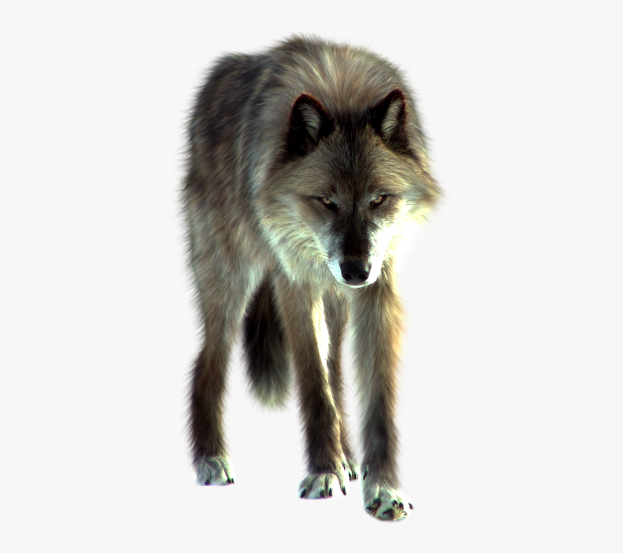 Wolf Png, Transparent Clipart