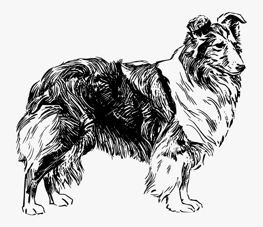 Transparent Free Shepherd Clipart - Drawing Of A Sheep Dog, Transparent Clipart