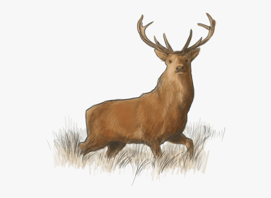 Lough Eske Road Elk The Lodge @ Harvey"s Point - Elk, Transparent Clipart