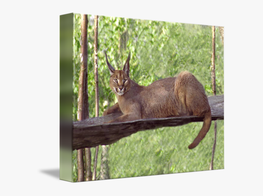 Elk Fauna Wildlife Tail - Chausie, Transparent Clipart