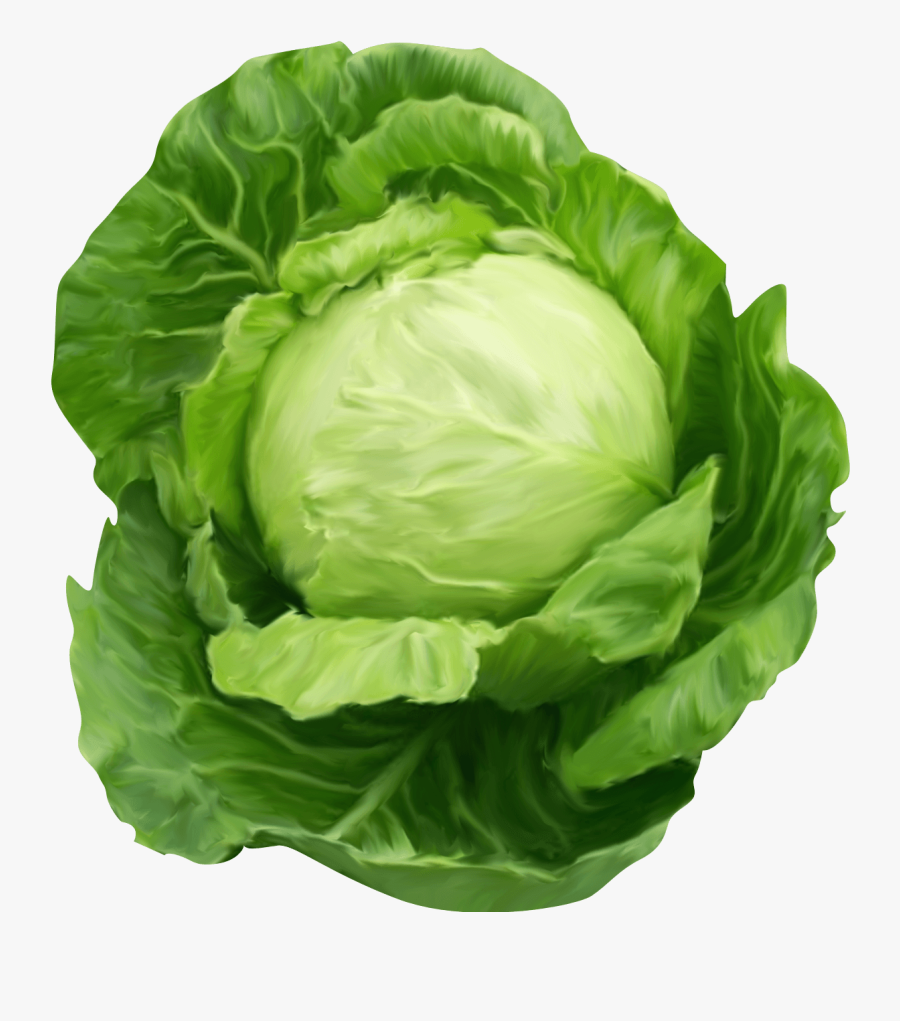 Lettuce Transparent Animated - Cabbage Png, Transparent Clipart