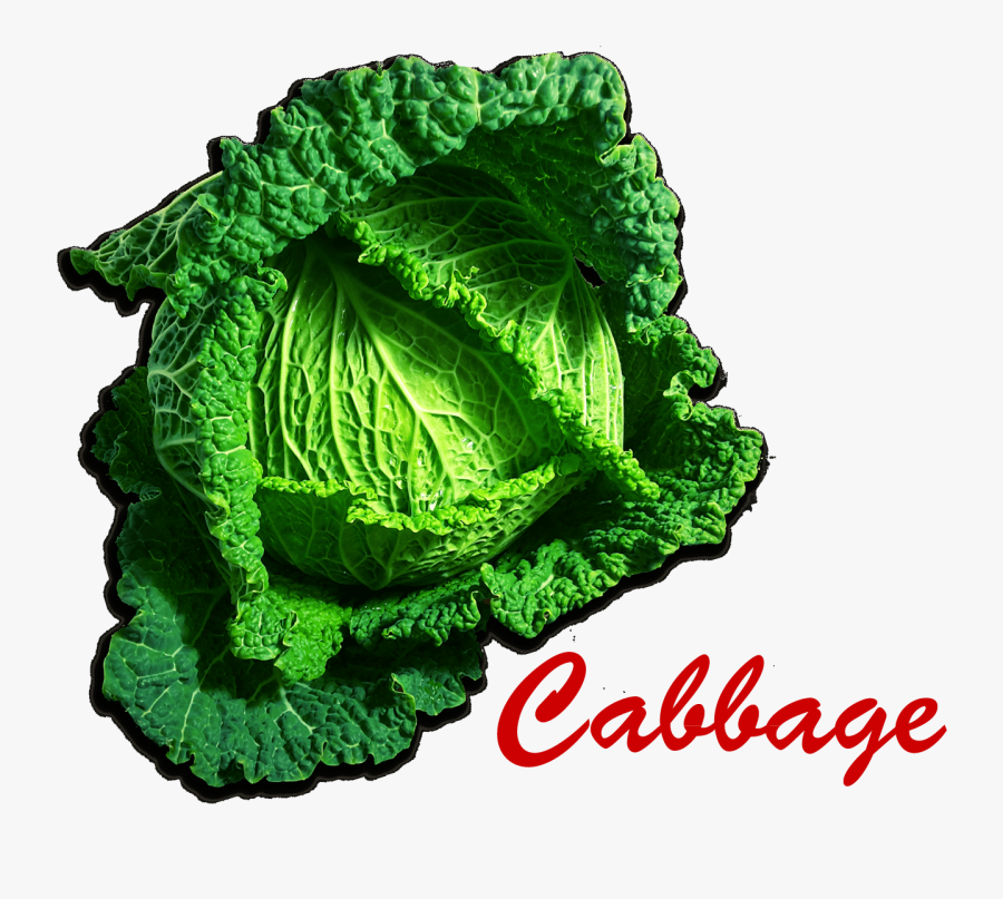 Cabbage Png Picture - Thread, Transparent Clipart