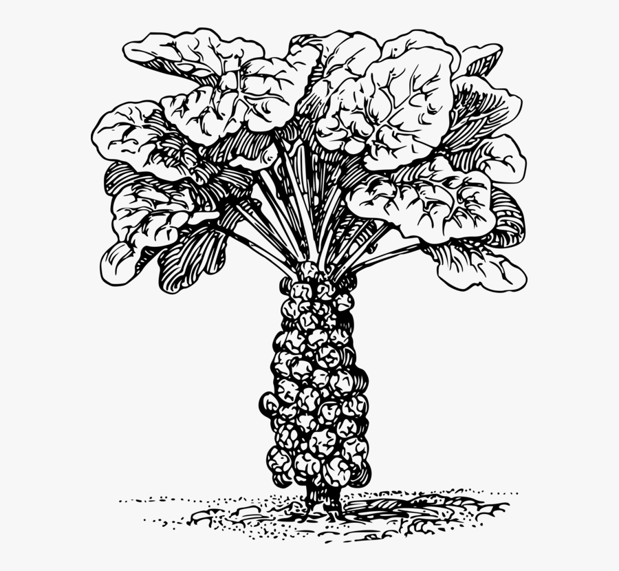 Art,monochrome Photography,cut Flowers - Brussels Sprouts Plant Diagram, Transparent Clipart