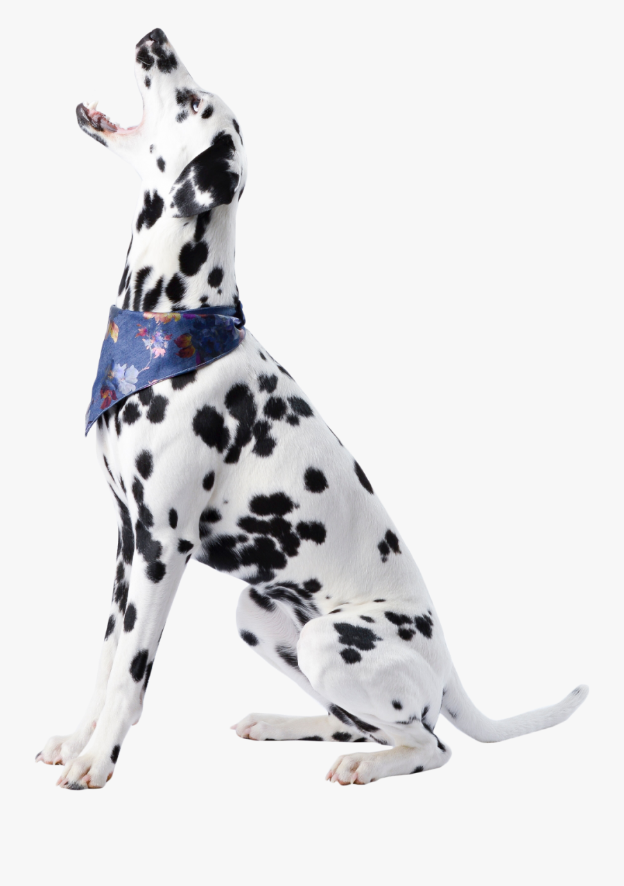 Cute Dalmatian Sitting Png Image - Dog, Transparent Clipart