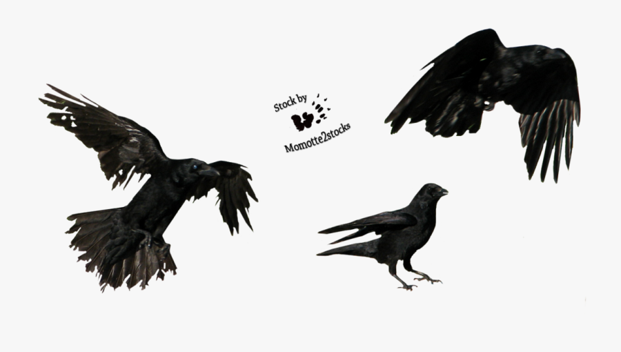Favourites By Badapple409 On Clipart Library - Crow Tattoo, Transparent Clipart