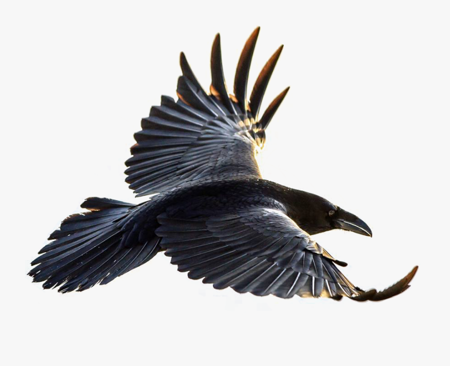 Crow Flying Png Clip Art Freeuse - Flying Crow Transparent Background, Transparent Clipart