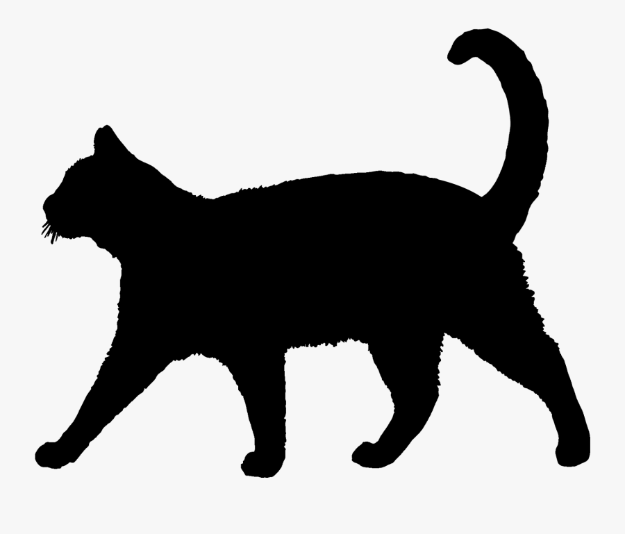 Beware Of The Cats, Transparent Clipart