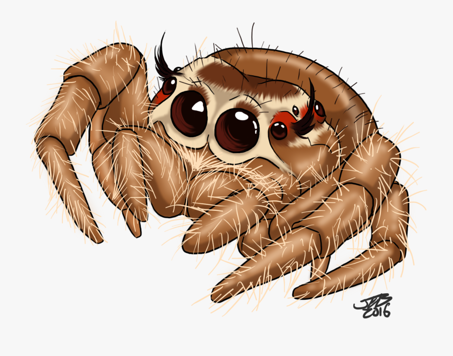 Spider Clipart Drawn - Cute Jumping Spider Drawing, Transparent Clipart