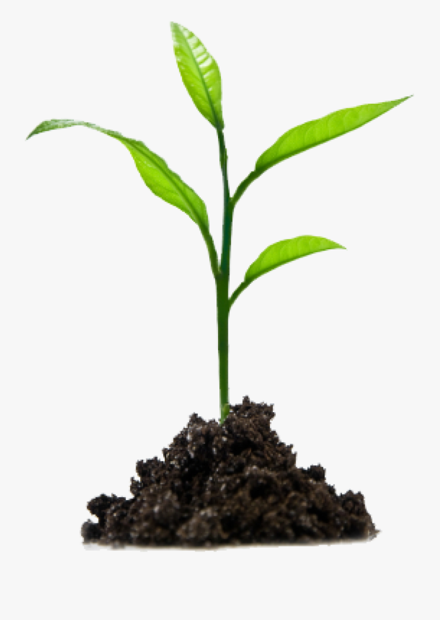 Planting Animal Kid - Growing Plant Png, Transparent Clipart