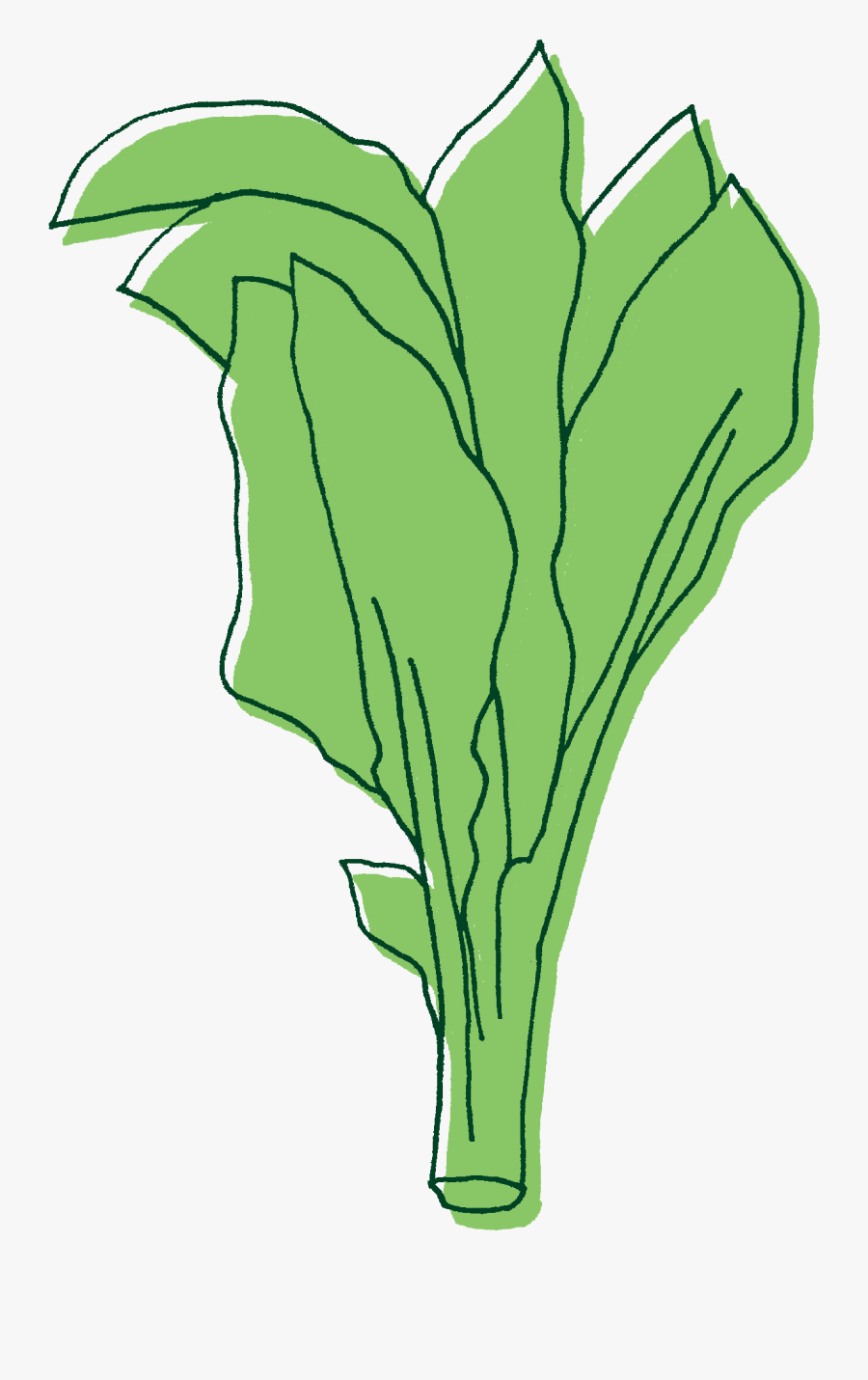 Gai Lan Illustration, Transparent Clipart
