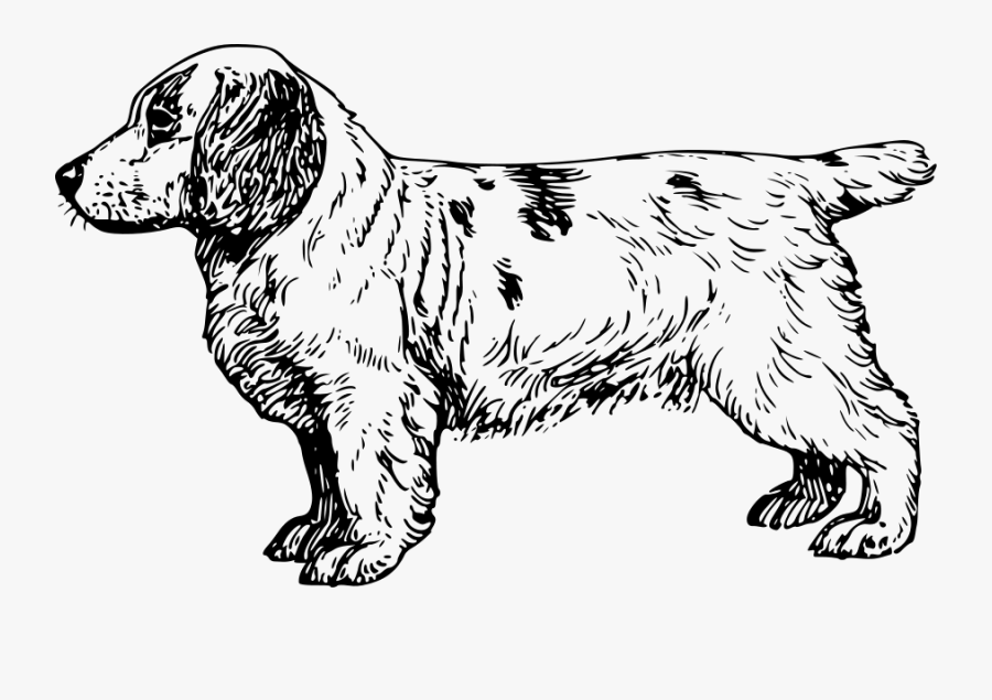 Clumber Spaniel Svg Clip Arts - Clumber Spaniel Vector, Transparent Clipart