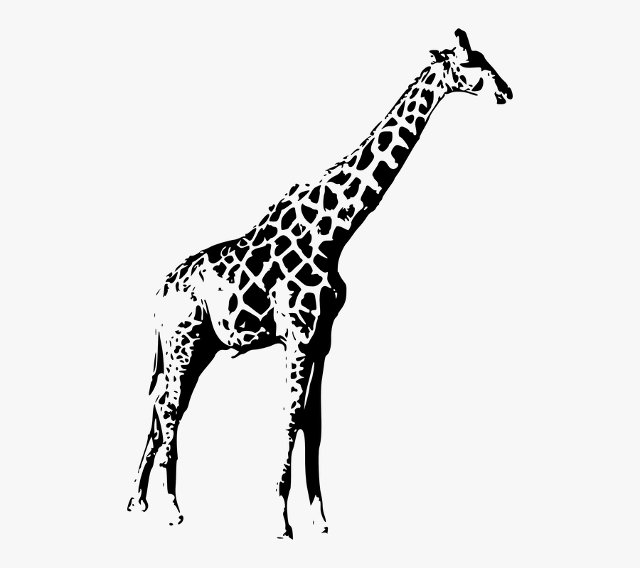 Transparent Giraffe Clipart - Giraffe Stencil Black And White, Transparent Clipart