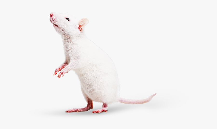 Mouse, Transparent Clipart