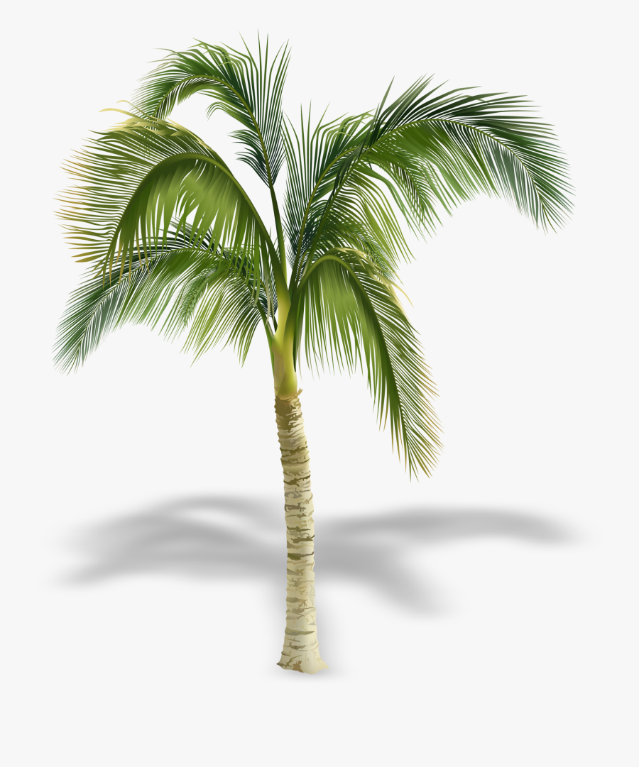 Transparent Palm Tree Free Clipart - Palm Trees In Elevation, Transparent Clipart