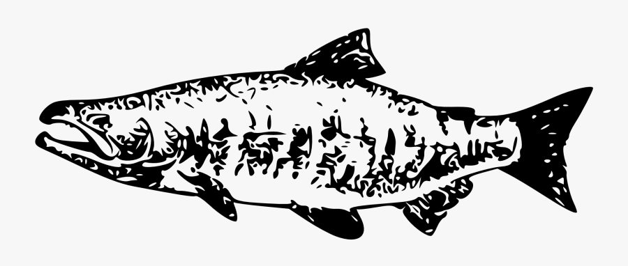 Salmon Clipart Market Fish - Salmon Vector Art, Transparent Clipart