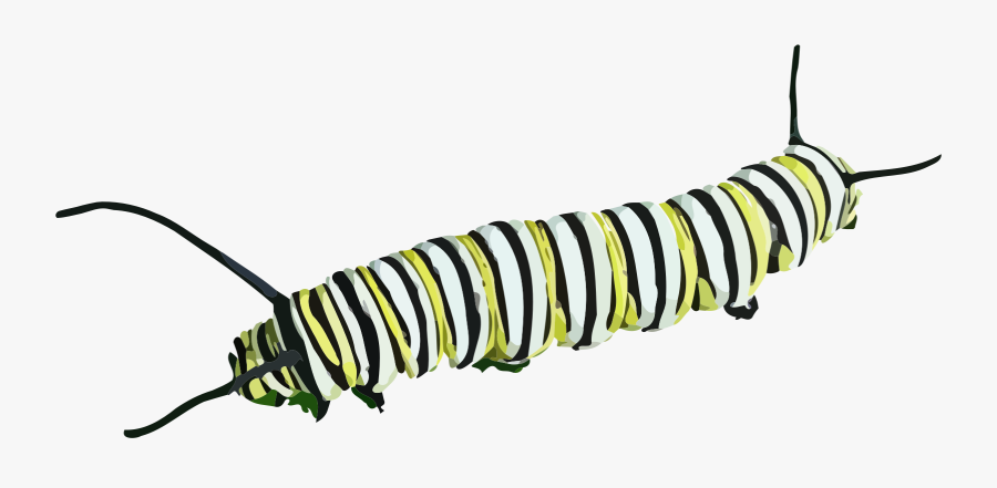Caterpillar Transparent Background, Transparent Clipart