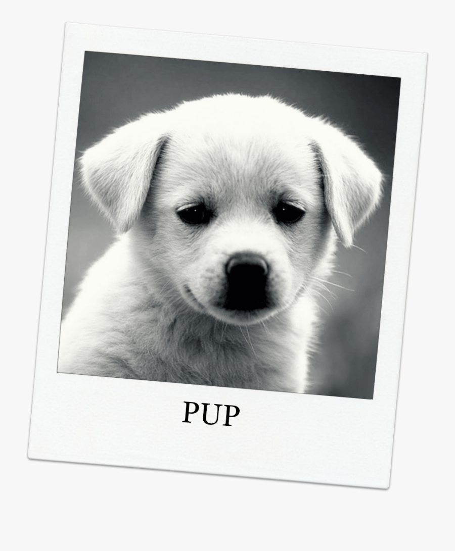 Funny Puppy Dog Picture And Wallpaper Dog Quotes - No Stress Quotes Funny, Transparent Clipart