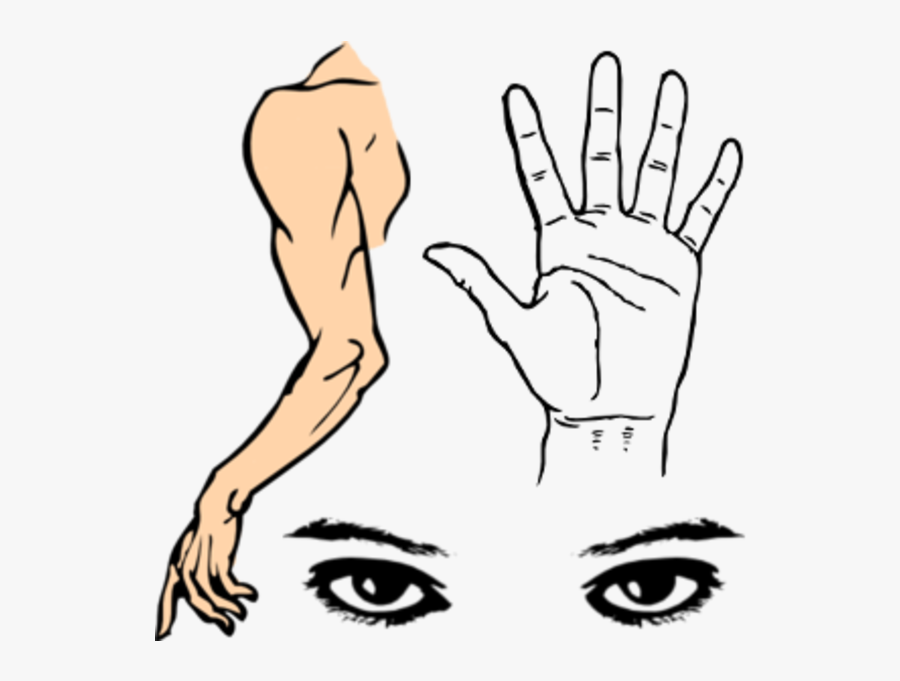 Right Hand Line Drawing, Transparent Clipart