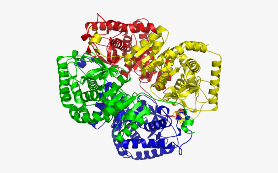 The Shape Of Things - Lactate Dehydrogenase Enzyme, Transparent Clipart