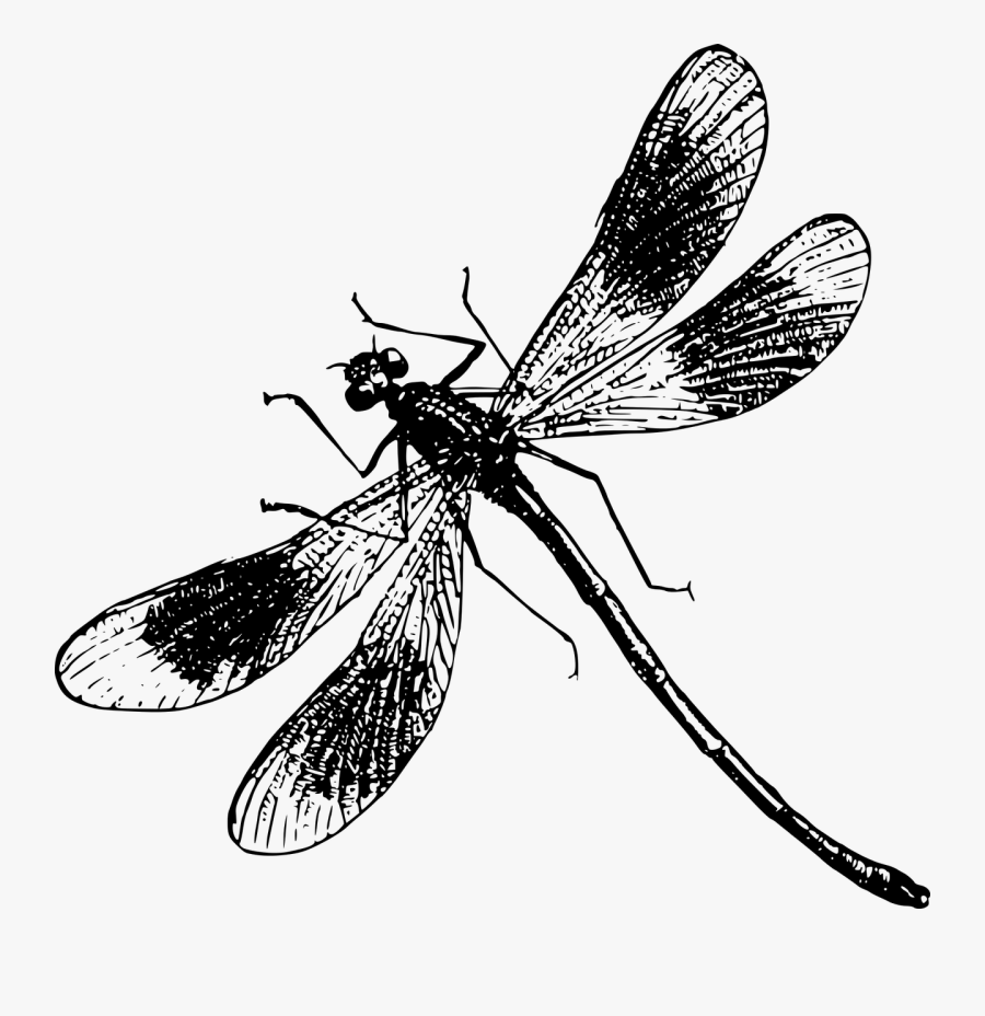 Butterfly Illustration Transprent - Black And White Dragonfly Png, Transparent Clipart