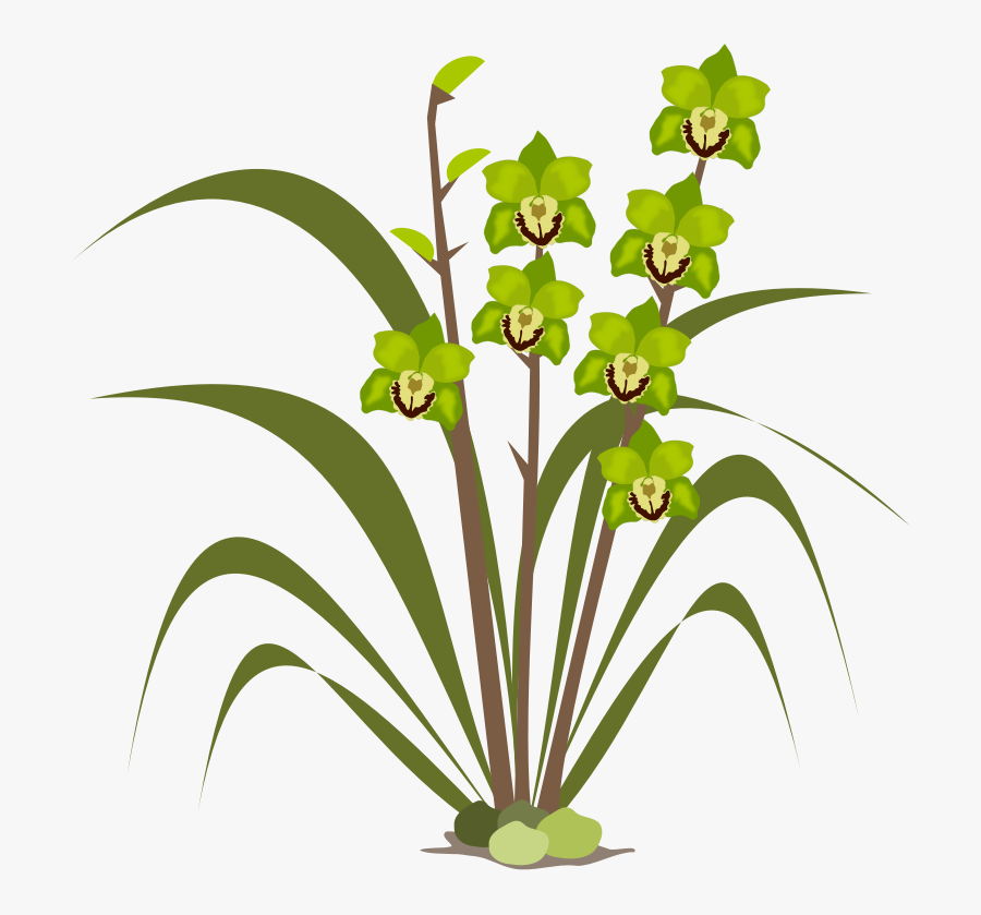 Cymbidium Png, Transparent Clipart