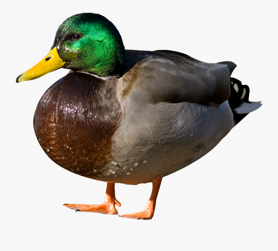 Duck Png Transparent, Transparent Clipart
