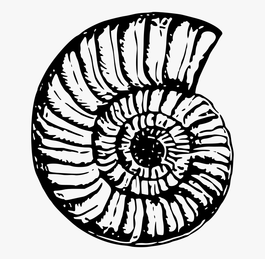 Sea Shell - Shell Drawing Png, Transparent Clipart