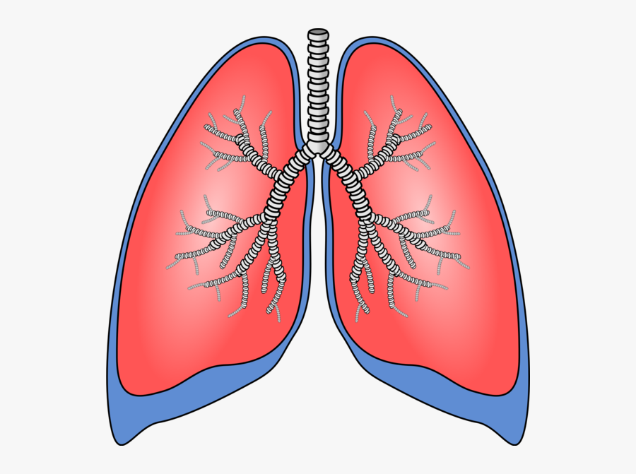 Polmoni - Lungs - Human Lungs Clipart, Transparent Clipart
