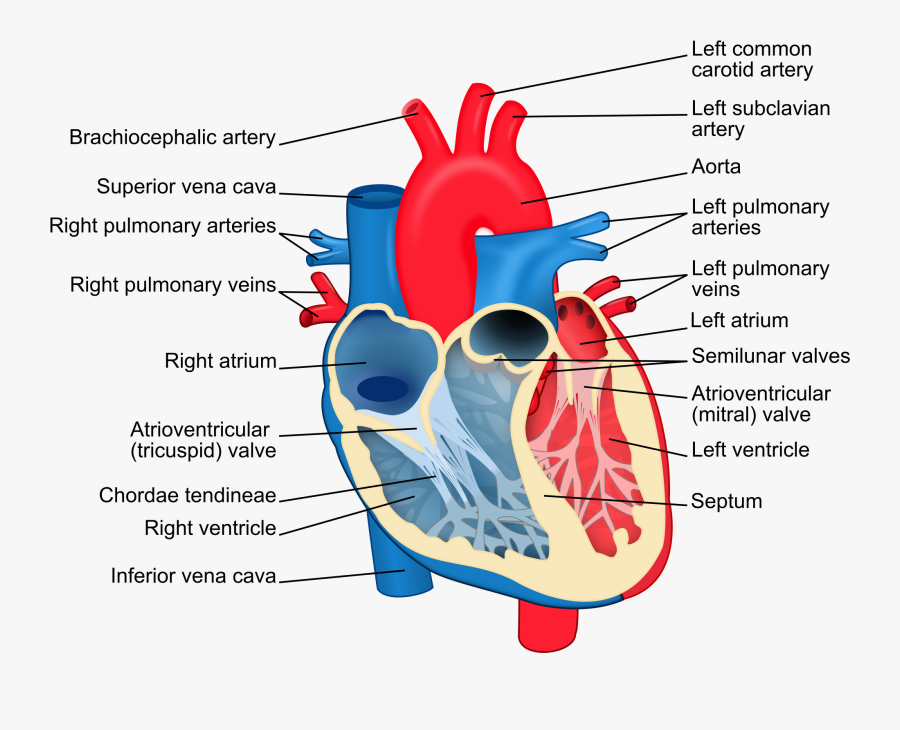 Cardiacle Clipart Body - Heart Diagram Labelled, Transparent Clipart