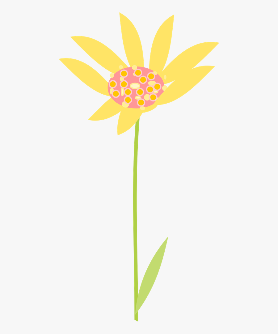 African Daisy, Transparent Clipart