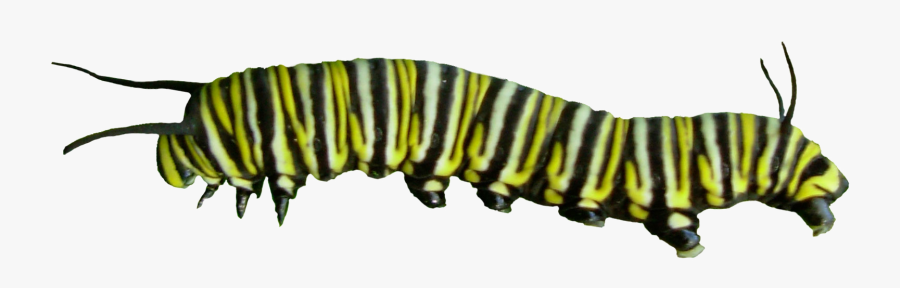 Caterpillar Monarch Butterfly Asclepias Curassavica - Butterfly Caterpillar Png, Transparent Clipart