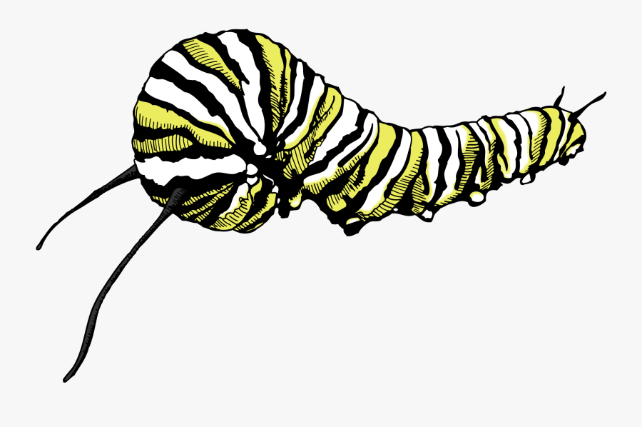 Butterfly, Transparent Clipart