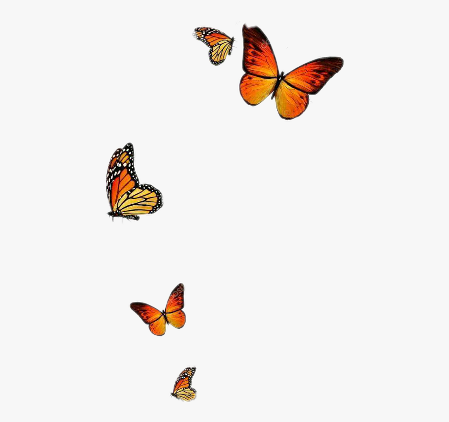 Monarch Butterfly, Transparent Clipart