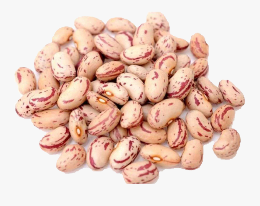 Botanical Name Of Rajma, Transparent Clipart