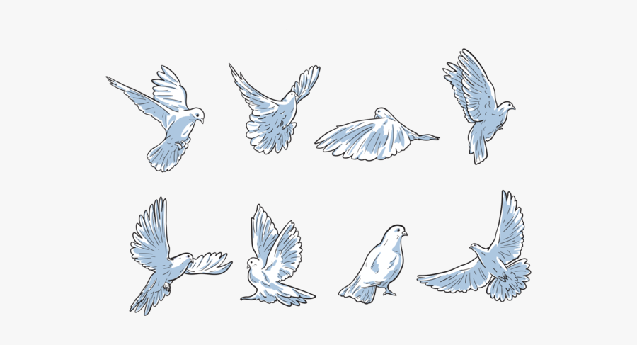 Free Hand Drawn Paloma Vectors - Paloma Vector, Transparent Clipart