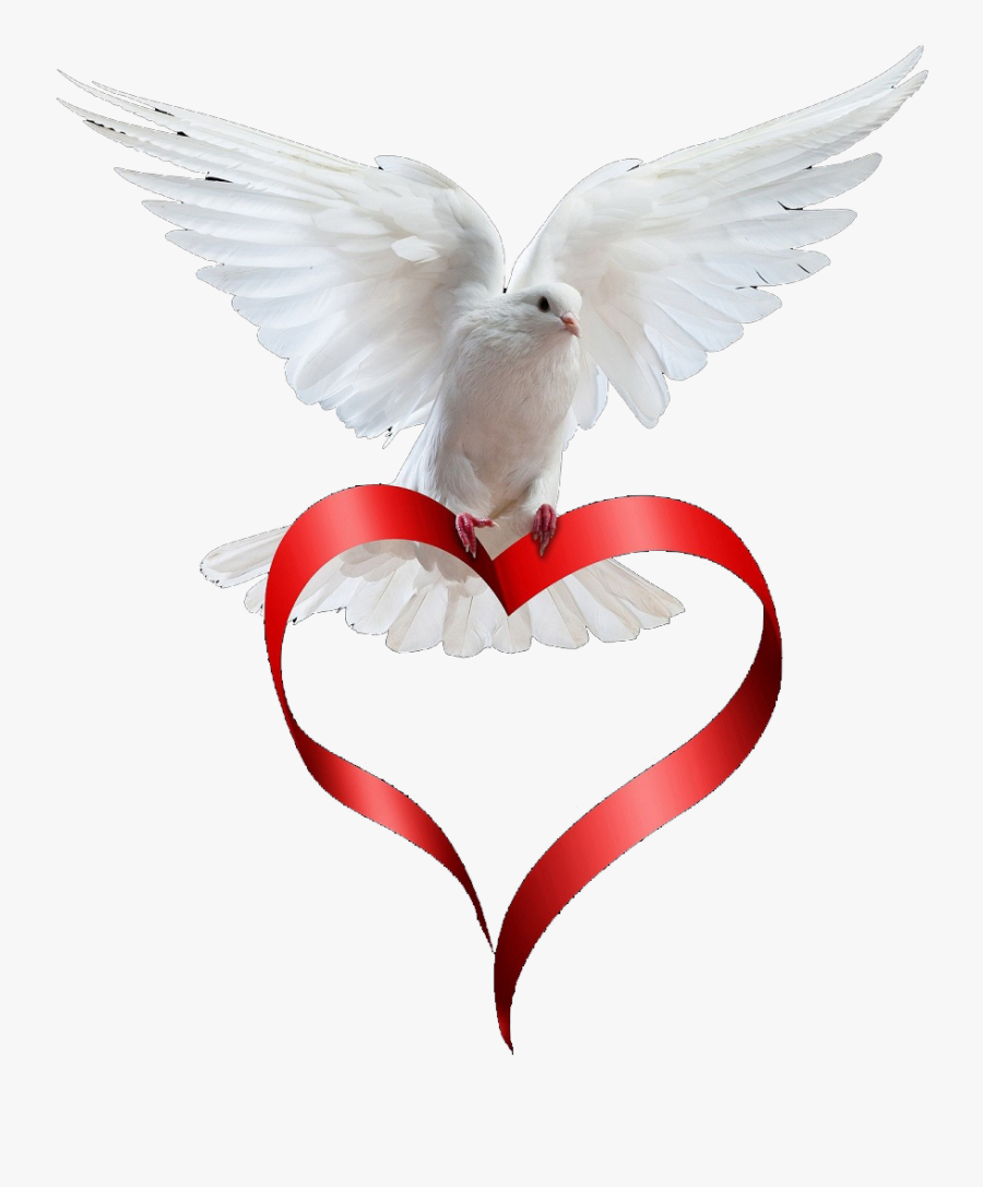 Dove Paloma, Animals, Love, Animation, Art Pictures, - Ribbon Heart, Transparent Clipart