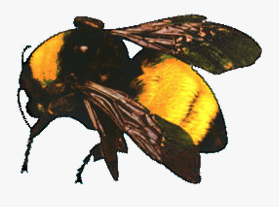 Transparent Bees And Flowers Clipart - Tyler The Creator Flower Boy Png, Transparent Clipart