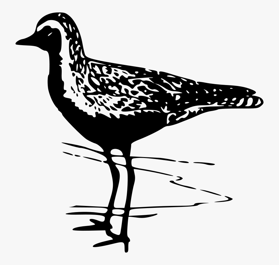 Free Golden Plover - American Golden Plover Clip Art, Transparent Clipart