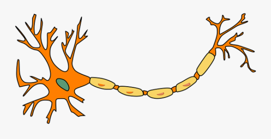 Myelin In Multiple Sclerosis - Neuron Clip Art , Free Transparent Clipart - ClipartKey