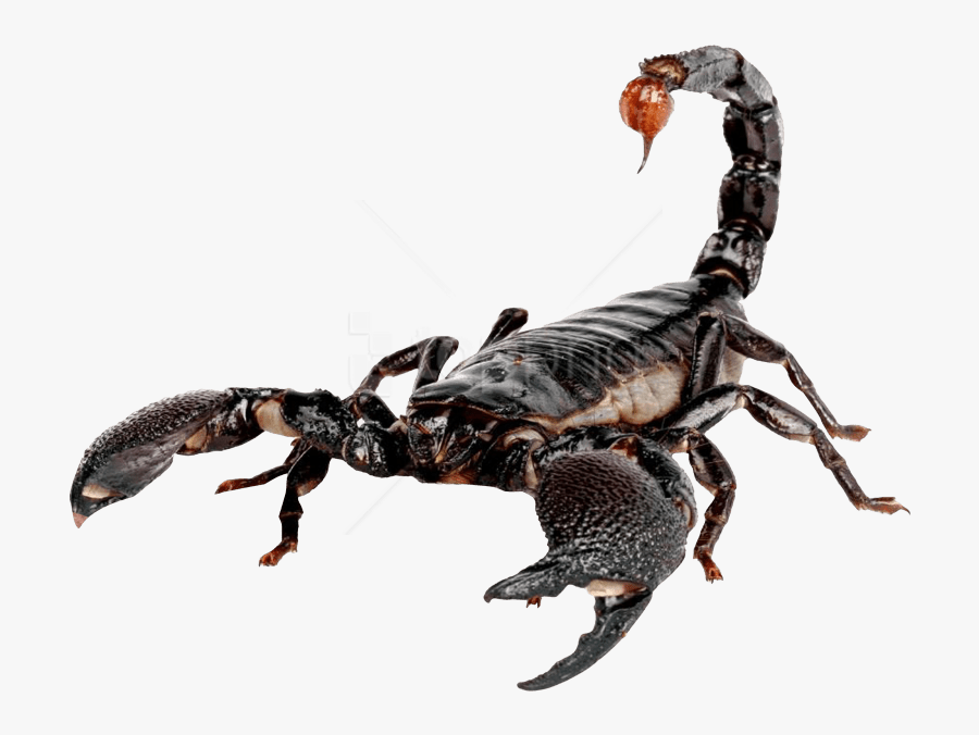 Free Png Scorpion Png Images Transparent - Transparent Scorpion Png, Transparent Clipart