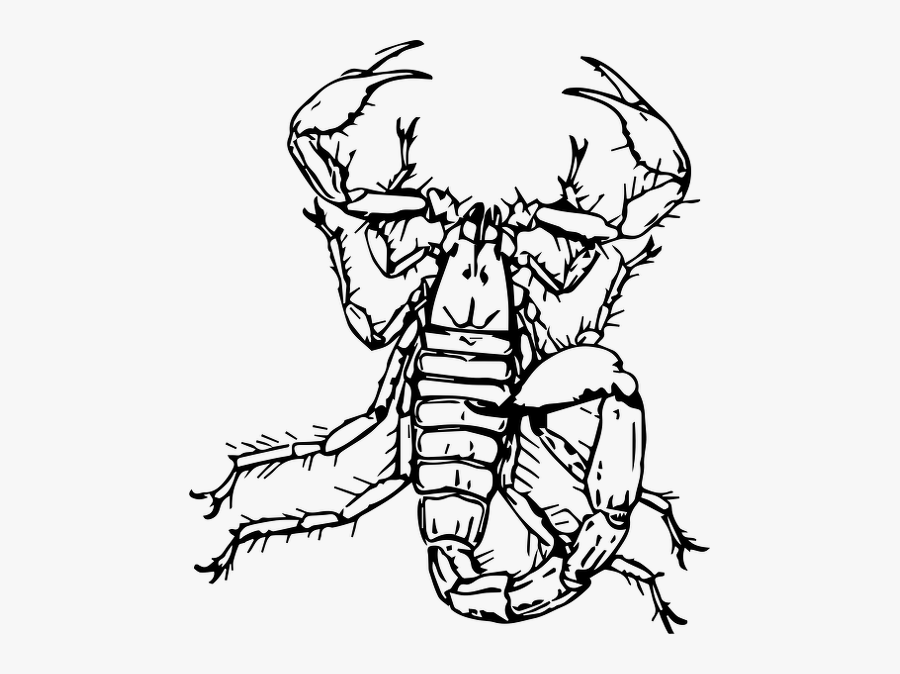Scorpion-01 - Sketsa Kalajengking, Transparent Clipart