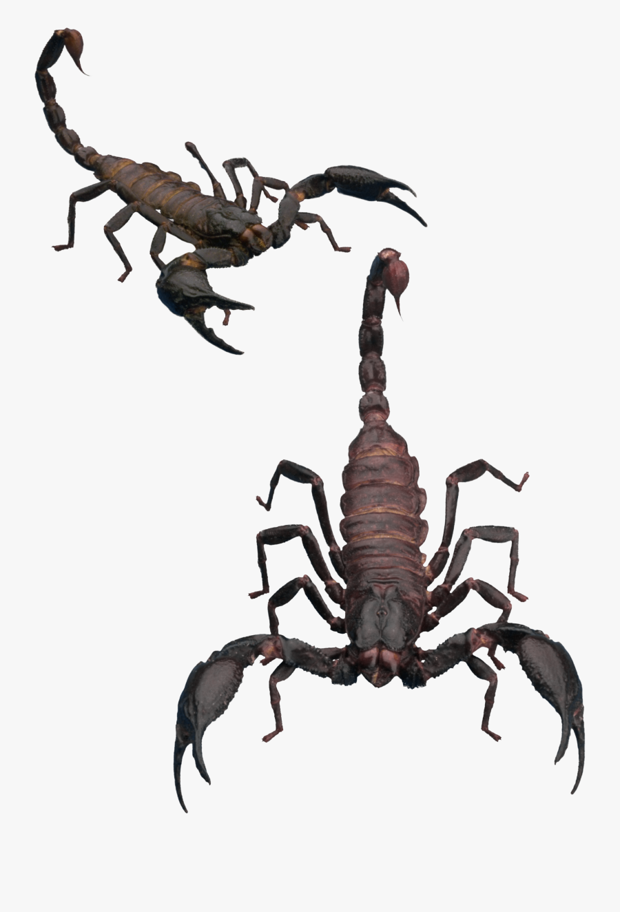 Scorpion Png, Transparent Clipart