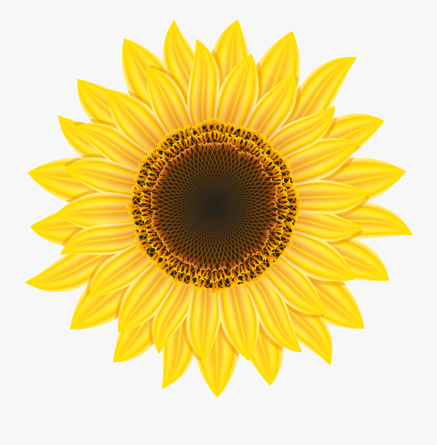 Sunflower Clipart Gclipart - Clip Art Sunflower Png, Transparent Clipart