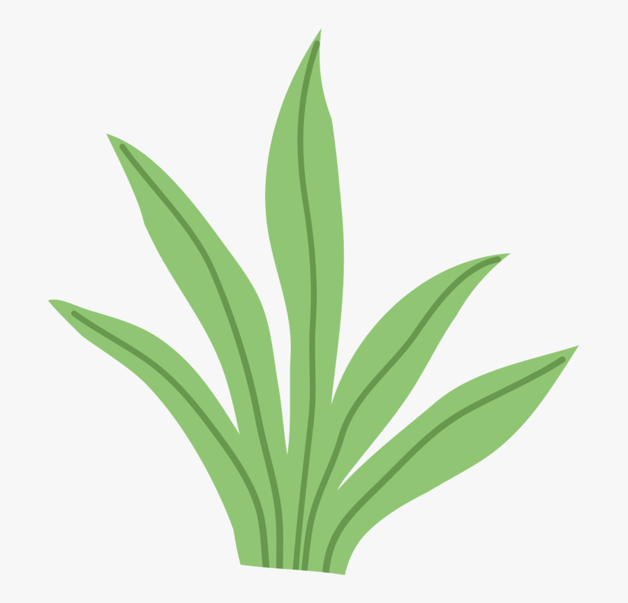 Agave, Transparent Clipart