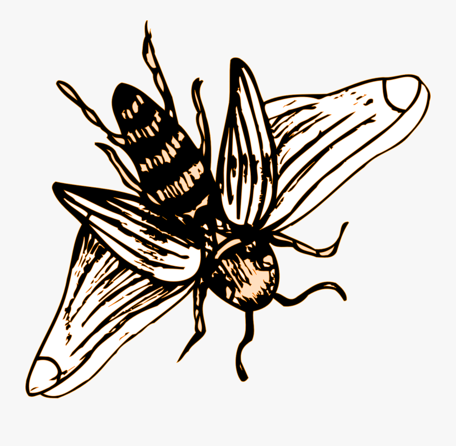 Bee Drawing Transparent, Transparent Clipart